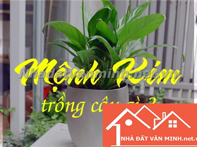 Mệnh Kim Nên Trồng Cây Gì Trước Nhà Để Đón Tài Lộc? - Nhà đất Văn Minh