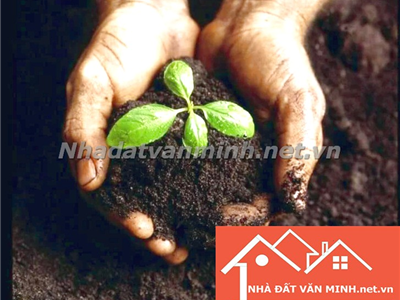 Thổ Sinh Gì? Ứng Dụng Trong Phong Thủy Nhà Ở 2025 - Nhà Đất Văn Minh