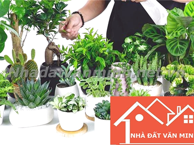 Người Mệnh Hỏa Hợp Cây Gì Để Khắc Chế Sự Nóng Nảy, Chiêu Tài Lộc? - Nhà Đất Văn Minh