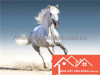 Ý Nghĩa Của Ngựa Trắng Trong Phong Thủy Và 5 Lưu Ý Khi Trang Trí Ngựa Trắng - Nhà Đất Văn Minh