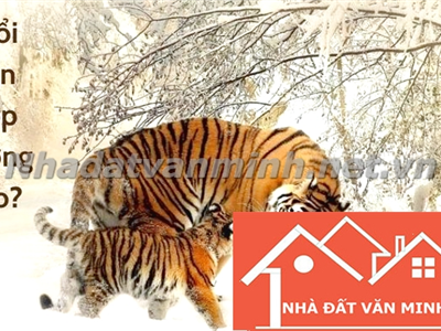 Người Tuổi Dần Nên Chọn Hướng Nhà Nào Để Thu Hút Tài Lộc Và May Mắn? Hướng Nhà Đẹp Cho Các Tuổi: 1962, 1974, 1986, 1998 - Nhà Đất Văn Minh