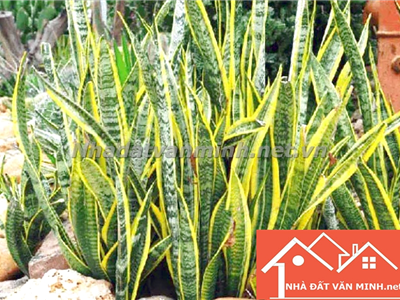 Lợi Ích Của Việc Trồng Cây Lưỡi Hổ Trước Nhà Và Cây Lưỡi Hổ Hợp Với Mệnh Nào? - Nhà Đất Văn Minh