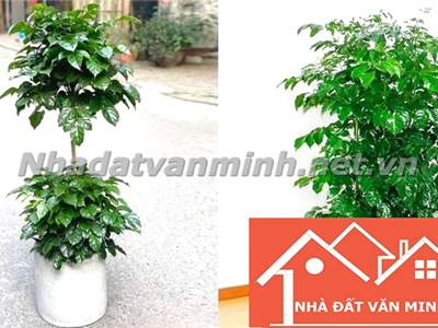 Cây Hạnh Phúc Hợp Với Mệnh Gì? 5 Lưu Ý Quan Trọng Khi Trồng Cây Hạnh Phúc - Nhà Đất Văn Minh