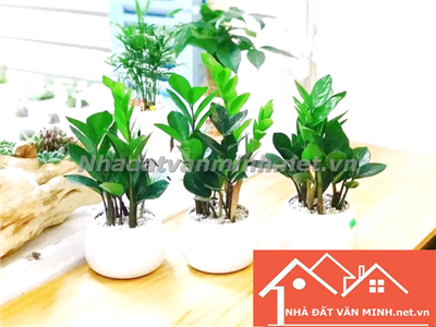 Những Mệnh Hợp Cây Kim Tiền và Liệu Trồng Cây Kim Tiền Trong Nhà Có Chiêu Tài Hút Lộc Không? - Nhà Đất Văn Minh