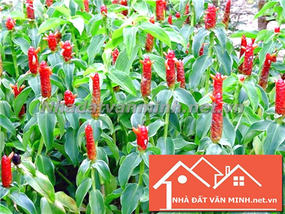 Cách Trồng Cây Phúc Lộc Thọ Trong Nhà Hợp Phong Thủy - Nhà Đất Văn Minh 